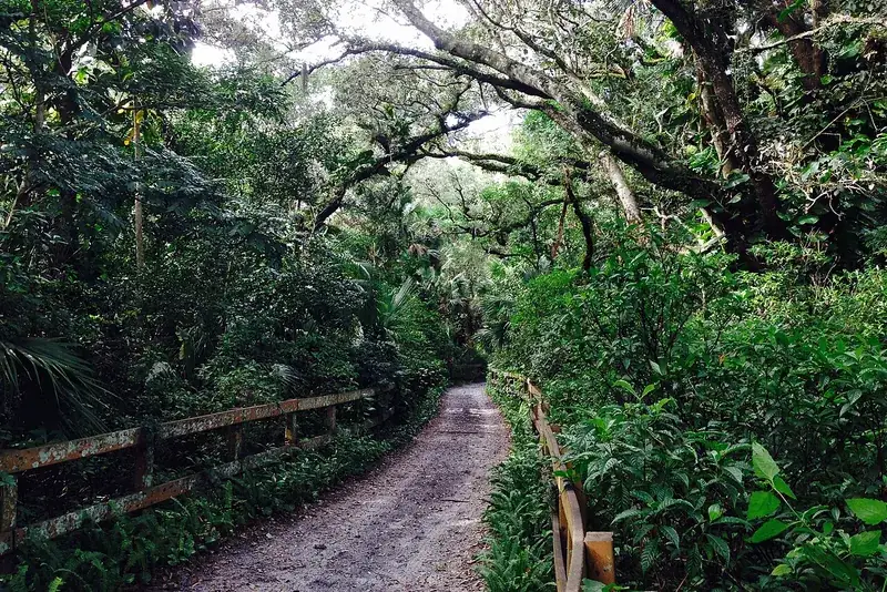 Tree-lined road in Davie, Davie, FL